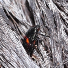 Cermatulus nasalis at Acton, ACT - 25 May 2021 12:52 PM