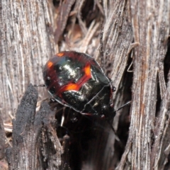 Cermatulus nasalis at Acton, ACT - 25 May 2021 12:52 PM