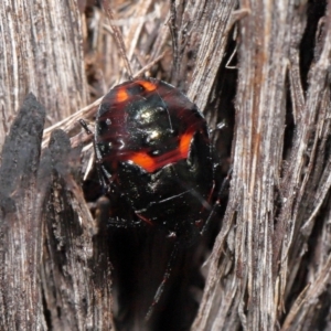 Cermatulus nasalis at Acton, ACT - 25 May 2021 12:52 PM