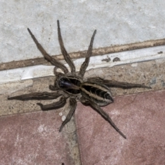 Venatrix pseudospeciosa at Higgins, ACT - 8 May 2021 by AlisonMilton