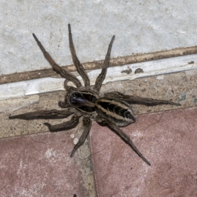 Unidentified Wolf spider (Lycosidae) at Higgins, ACT - 8 May 2021 by AlisonMilton