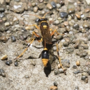 Sceliphron formosum at Higgins, ACT - 17 Jan 2018