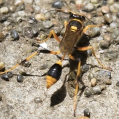 Sceliphron formosum at Higgins, ACT - 17 Jan 2018 01:25 PM