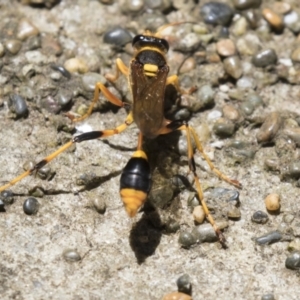 Sceliphron formosum at Higgins, ACT - 17 Jan 2018 01:25 PM