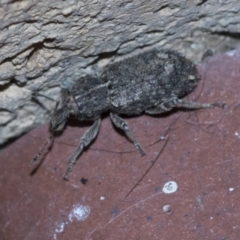 Listroderes sp. (genus) (Listroderes sp. (genus)) at Higgins, ACT - 2 May 2021 by AlisonMilton