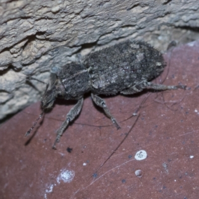 Listroderes sp. (genus) (Listroderes sp. (genus)) at Higgins, ACT - 2 May 2021 by AlisonMilton