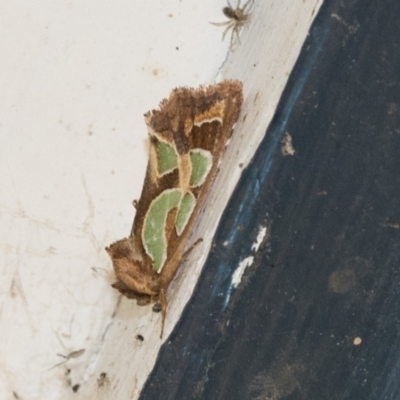 Cosmodes elegans (Green Blotched Moth) at Higgins, ACT - 1 May 2021 by AlisonMilton