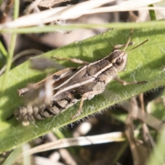 Phaulacridium vittatum (Wingless Grasshopper) at Theodore, ACT - 28 Apr 2021 by AlisonMilton