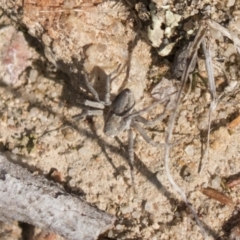 Portacosa cinerea (Grey wolf spider) at Tuggeranong Hill - 28 Apr 2021 by AlisonMilton