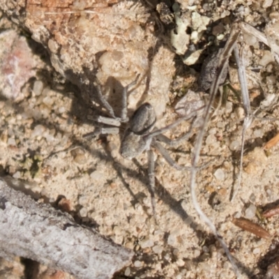 Portacosa cinerea (Grey wolf spider) at Tuggeranong Hill - 28 Apr 2021 by AlisonMilton