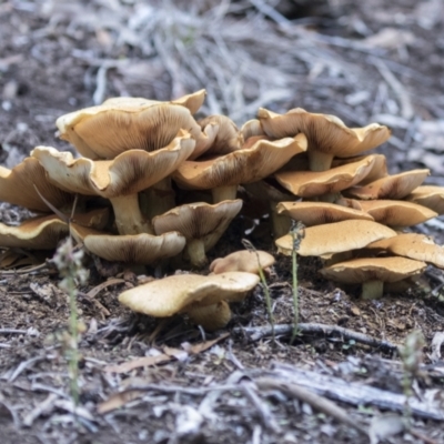 Gymnopilus junonius (Spectacular Rustgill) at ANBG - 9 Apr 2021 by AlisonMilton