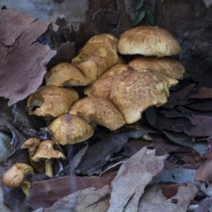 Gymnopilus junonius at Acton, ACT - 9 Apr 2021