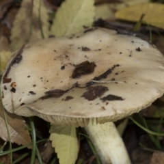 Unidentified Cap on a stem; gills below cap [mushrooms or mushroom-like] at Higgins, ACT - 9 Jun 2021 by AlisonMilton