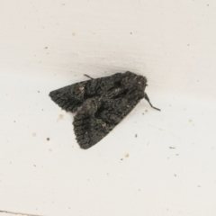 Neumichtis nigerrima (Black Turnip Moth) at Higgins, ACT - 1 May 2021 by AlisonMilton