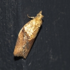 Epiphyas postvittana (Light Brown Apple Moth) at Higgins, ACT - 2 May 2021 by AlisonMilton