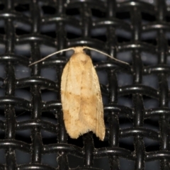 Merophyas divulsana (Lucerne Leafroller (Tortricinae, Archipini) at Higgins, ACT - 2 May 2021 by AlisonMilton