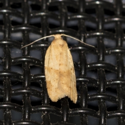 Merophyas divulsana (Lucerne Leafroller) at Higgins, ACT - 2 May 2021 by AlisonMilton