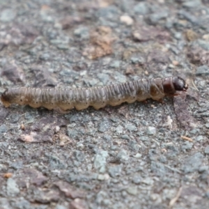 Noctuidae unclassified IMMATURE moth at Monash, ACT - 17 Jun 2021