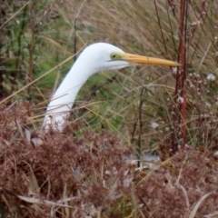 Ardea alba (Great Egret) at Monash, ACT - 17 Jun 2021 by RodDeb