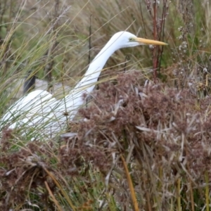 Ardea alba at Monash, ACT - 17 Jun 2021 01:29 PM