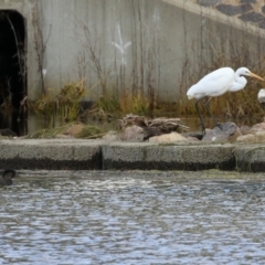 Ardea alba at Monash, ACT - 17 Jun 2021 01:29 PM