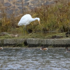 Ardea alba at Monash, ACT - 17 Jun 2021 01:29 PM