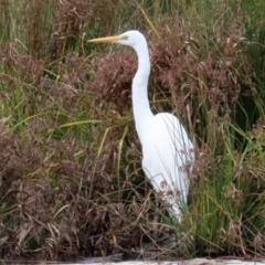 Ardea alba at Monash, ACT - 17 Jun 2021 01:29 PM