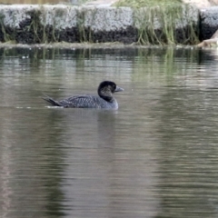 Biziura lobata (Musk Duck) at Monash, ACT - 17 Jun 2021 by RodDeb