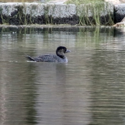 Biziura lobata (Musk Duck) at Tuggeranong Creek to Monash Grassland - 17 Jun 2021 by RodDeb