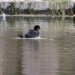 Biziura lobata at Monash, ACT - 17 Jun 2021