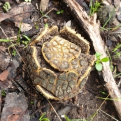 Scleroderma sp. (Scleroderma) at Aranda Bushland - 14 Jun 2021 by drakes