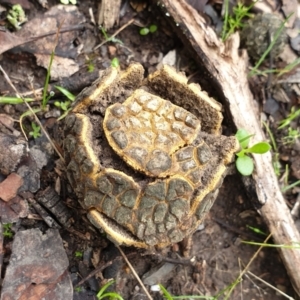 Scleroderma sp. at Holt, ACT - 15 Jun 2021