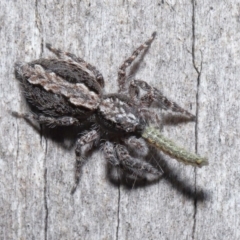 Clynotis severus (Stern Jumping Spider) at Downer, ACT - 21 May 2021 by TimL