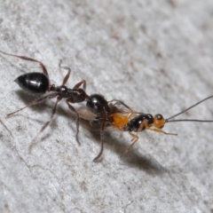 Myrmecorhynchus emeryi (Possum Ant) at ANBG - 21 May 2021 by TimL