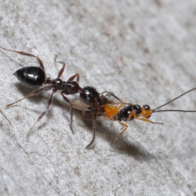 Myrmecorhynchus emeryi (Possum Ant) at ANBG - 21 May 2021 by TimL