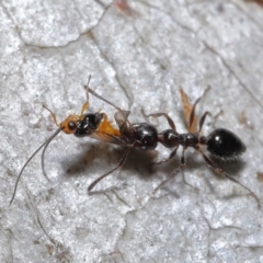 Myrmecorhynchus emeryi at Acton, ACT - 21 May 2021