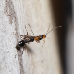 Myrmecorhynchus emeryi at Acton, ACT - 21 May 2021