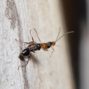 Myrmecorhynchus emeryi at Acton, ACT - 21 May 2021