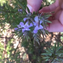 Westringia eremicola (Slender Western Rosemary) at City Renewal Authority Area - 8 Jul 2021 by JaceWT