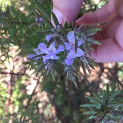 Westringia eremicola (Slender Western Rosemary) at City Renewal Authority Area - 8 Jul 2021 by JaceWT