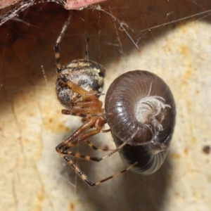 Cryptachaea veruculata at Acton, ACT - 7 May 2021