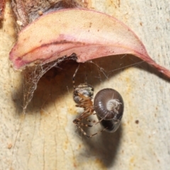 Cryptachaea veruculata at Acton, ACT - 7 May 2021