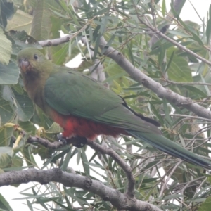 Alisterus scapularis at Conder, ACT - 27 Mar 2021