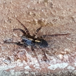 Zoridae (family) at Lyneham, ACT - 18 Jun 2021