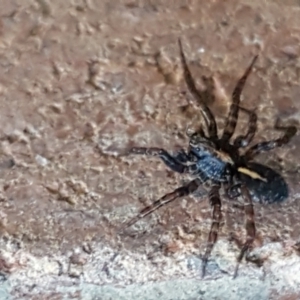 Zoridae (family) at Lyneham, ACT - 18 Jun 2021