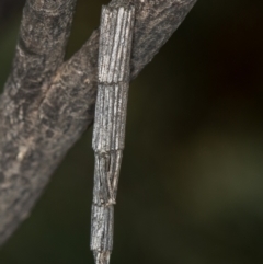 Lepidoscia arctiella (Tower Case Moth) at Hall, ACT - 11 May 2020 by Bron