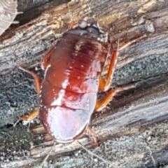 Platyzosteria similis at Lyneham, ACT - 18 Jun 2021