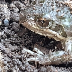 Limnodynastes tasmaniensis at Lyneham, ACT - 18 Jun 2021