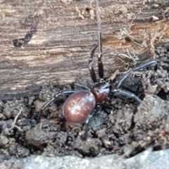 Steatoda capensis (South African cupboard spider) at Lyneham, ACT - 18 Jun 2021 by trevorpreston