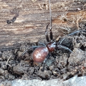 Steatoda capensis at Lyneham, ACT - 18 Jun 2021